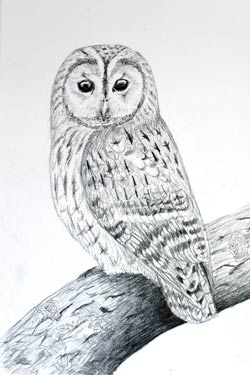 Tawny Owl - Sketch